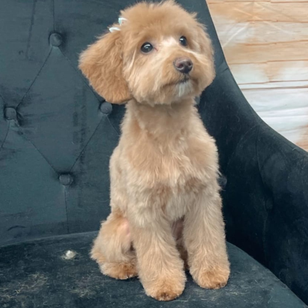 Sophie