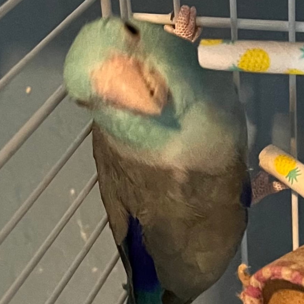 Parrotlets