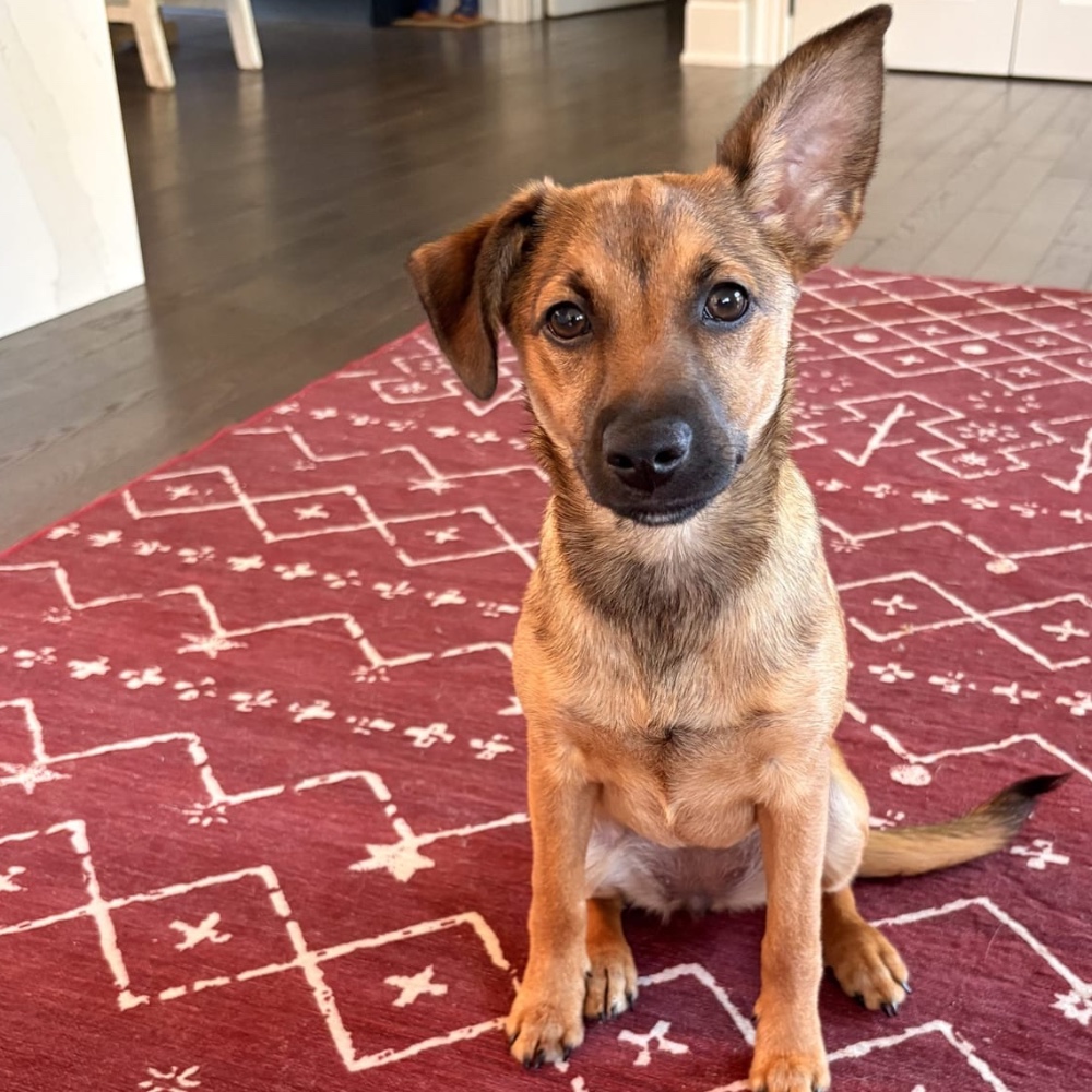 Penny