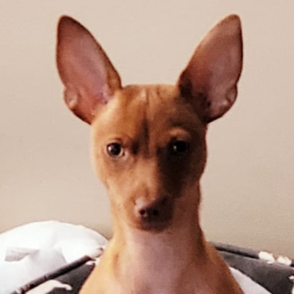 Rocco