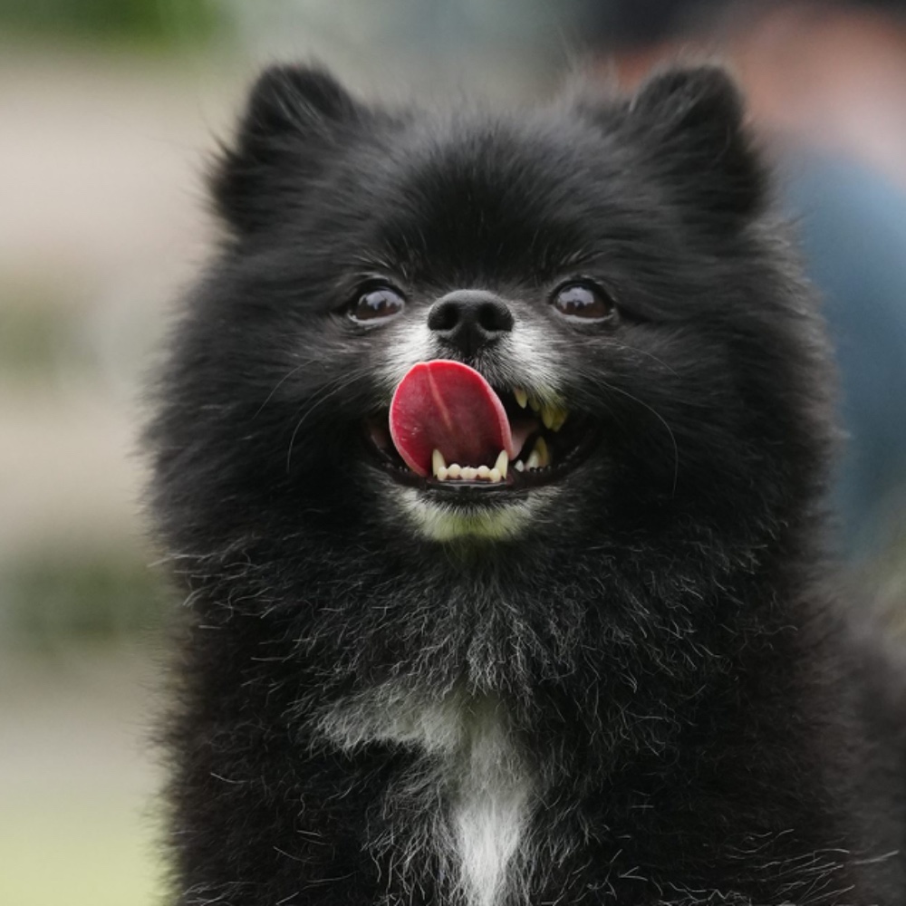 Koby