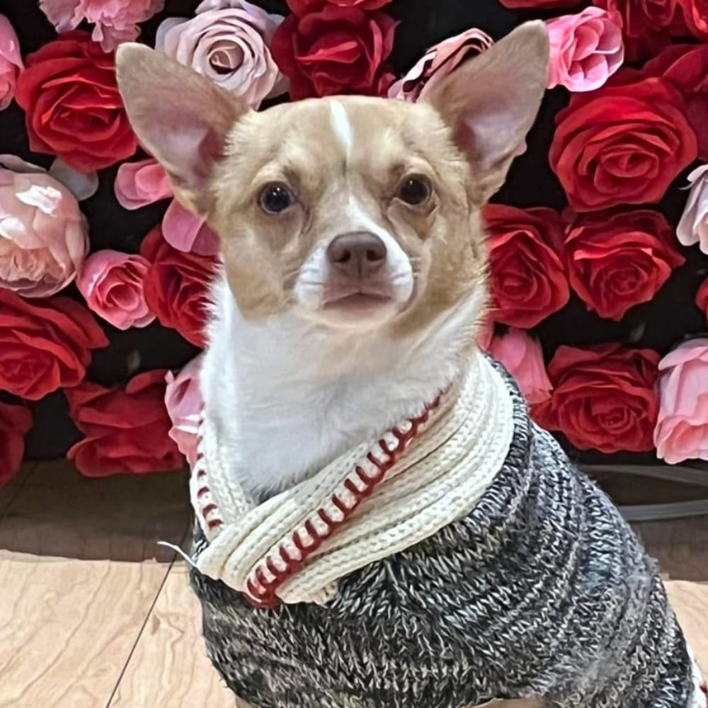 Mateo