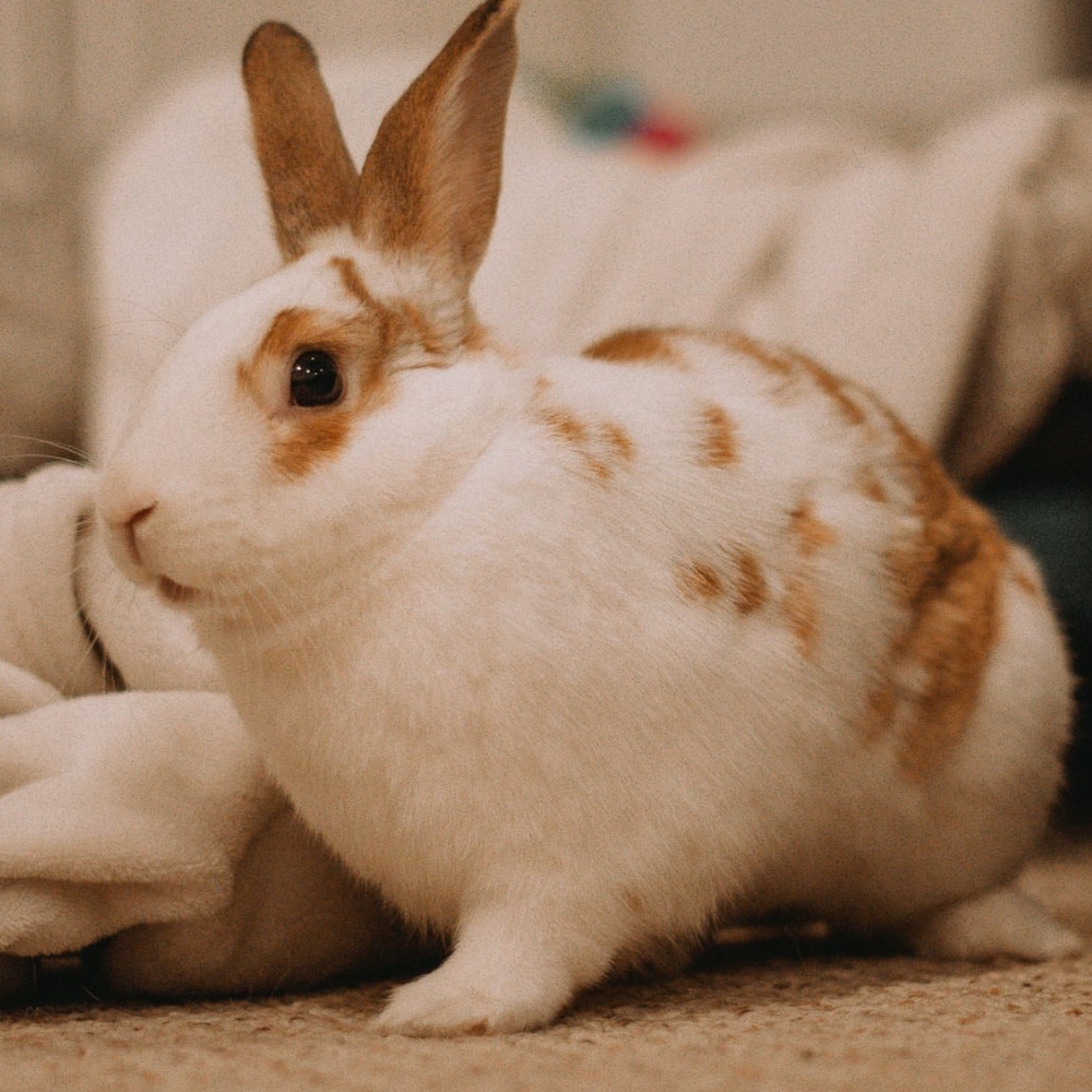 Toffee