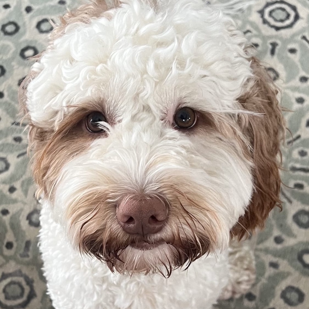 Teddy