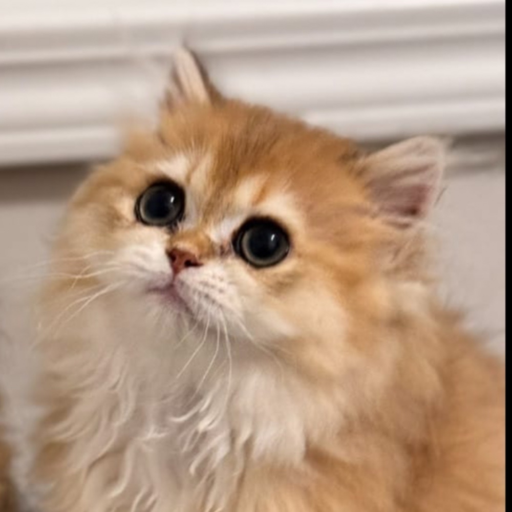 Teddy