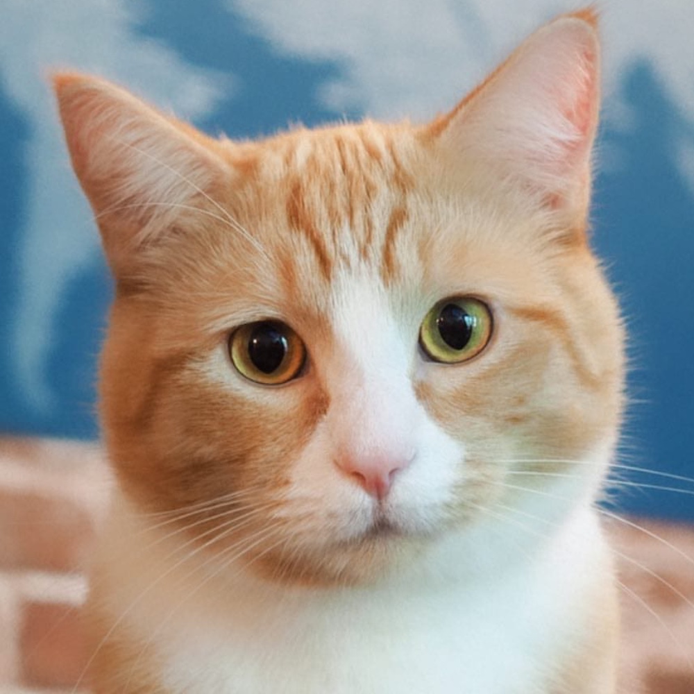 Clyde