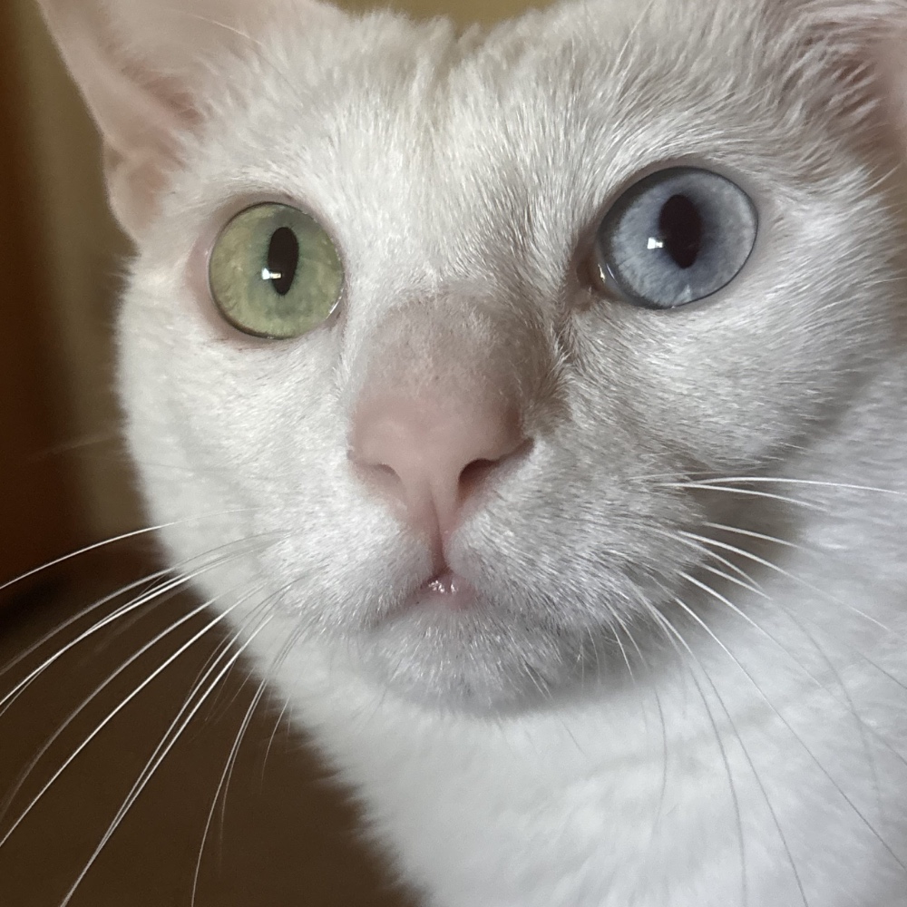 Niya