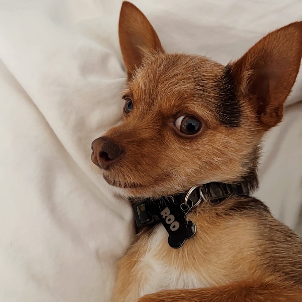 Roo