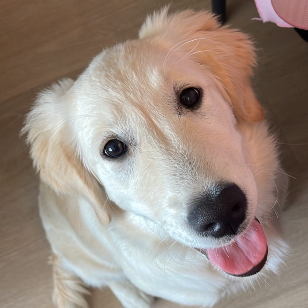 Bella