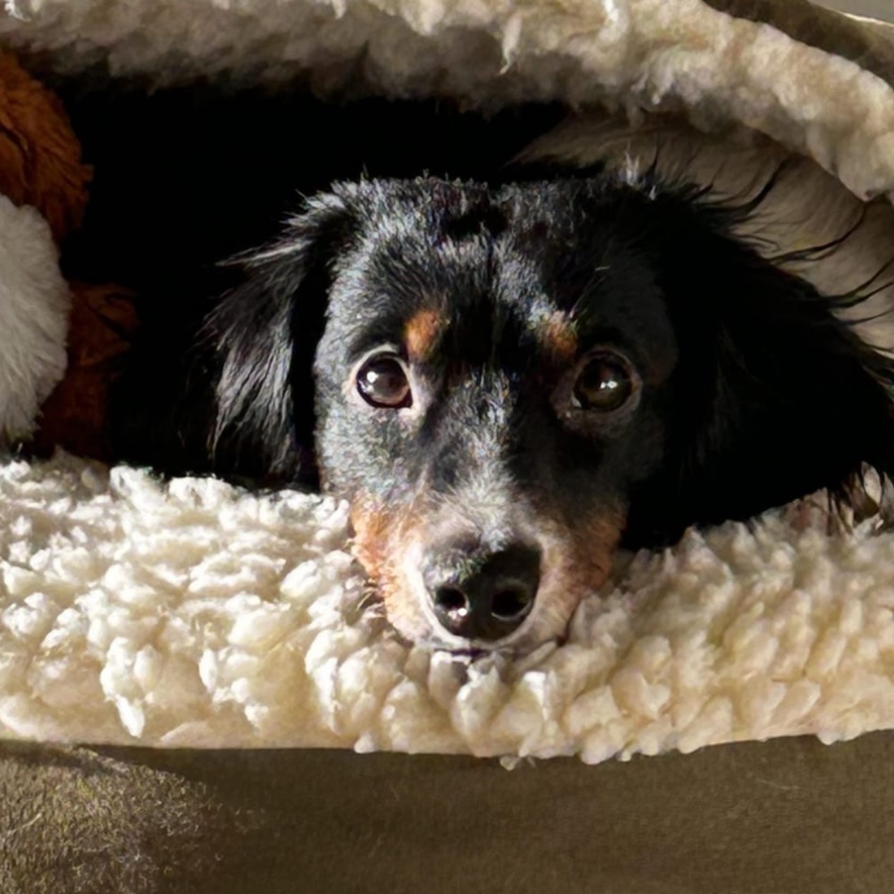 Toby
