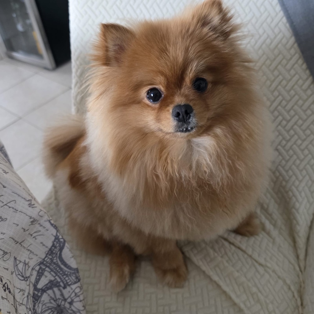 Bella