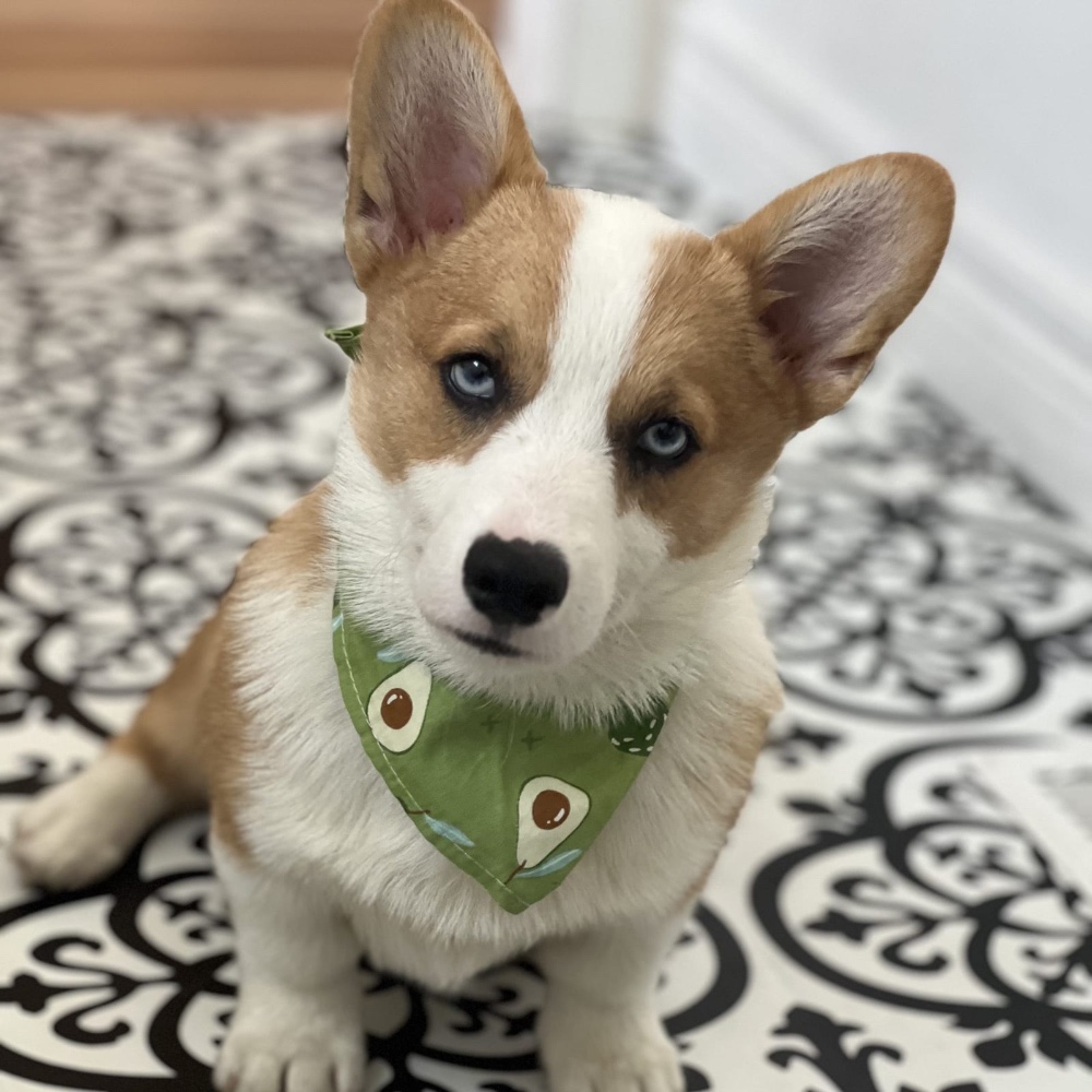 Loki