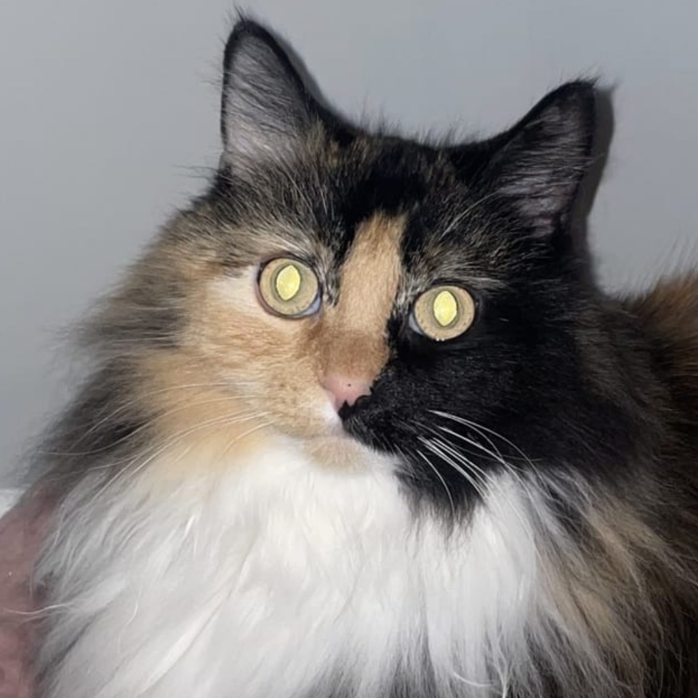 Willow