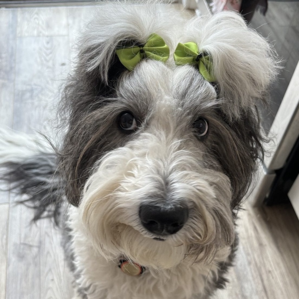 Willow