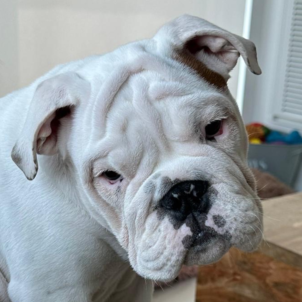 Diesel