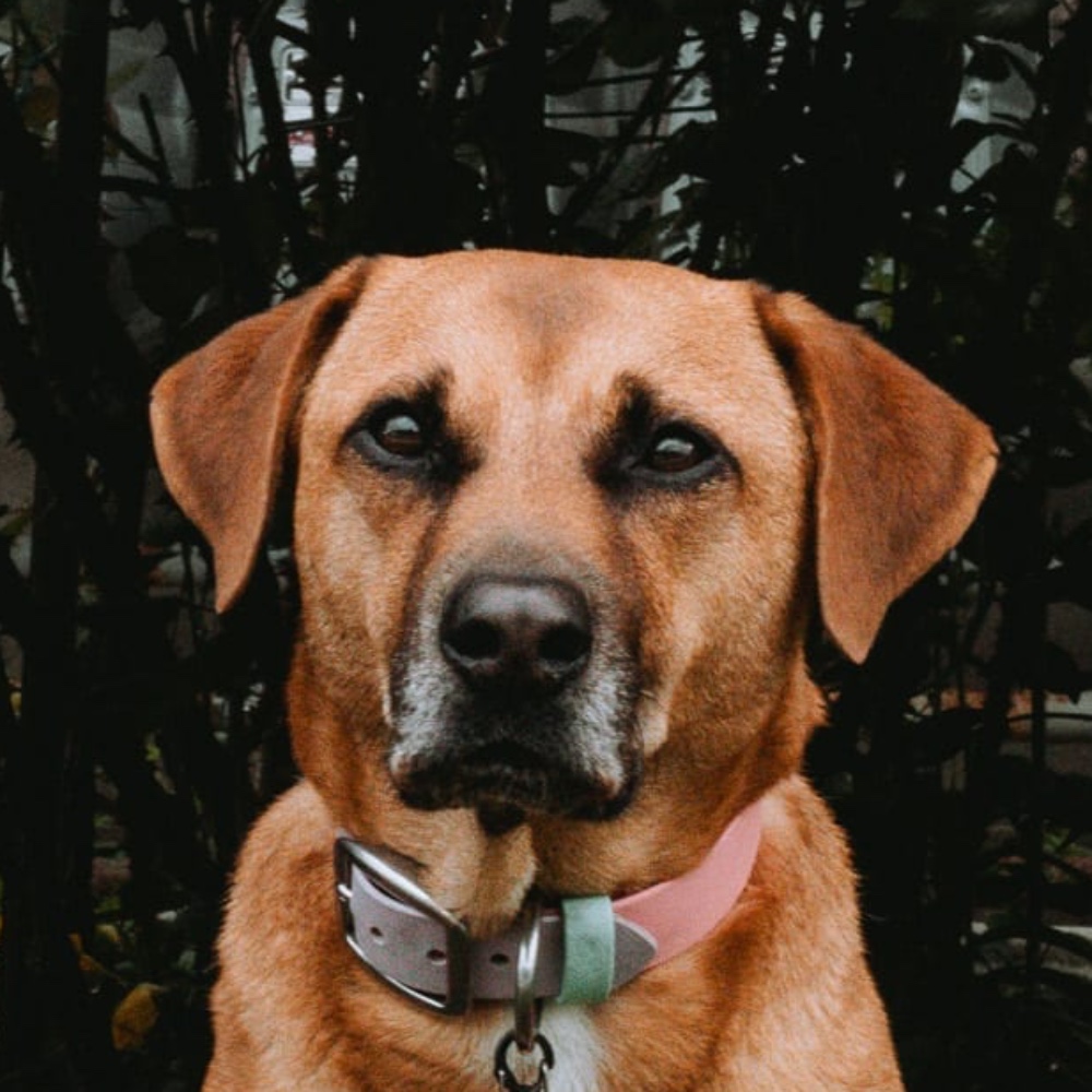 Willow