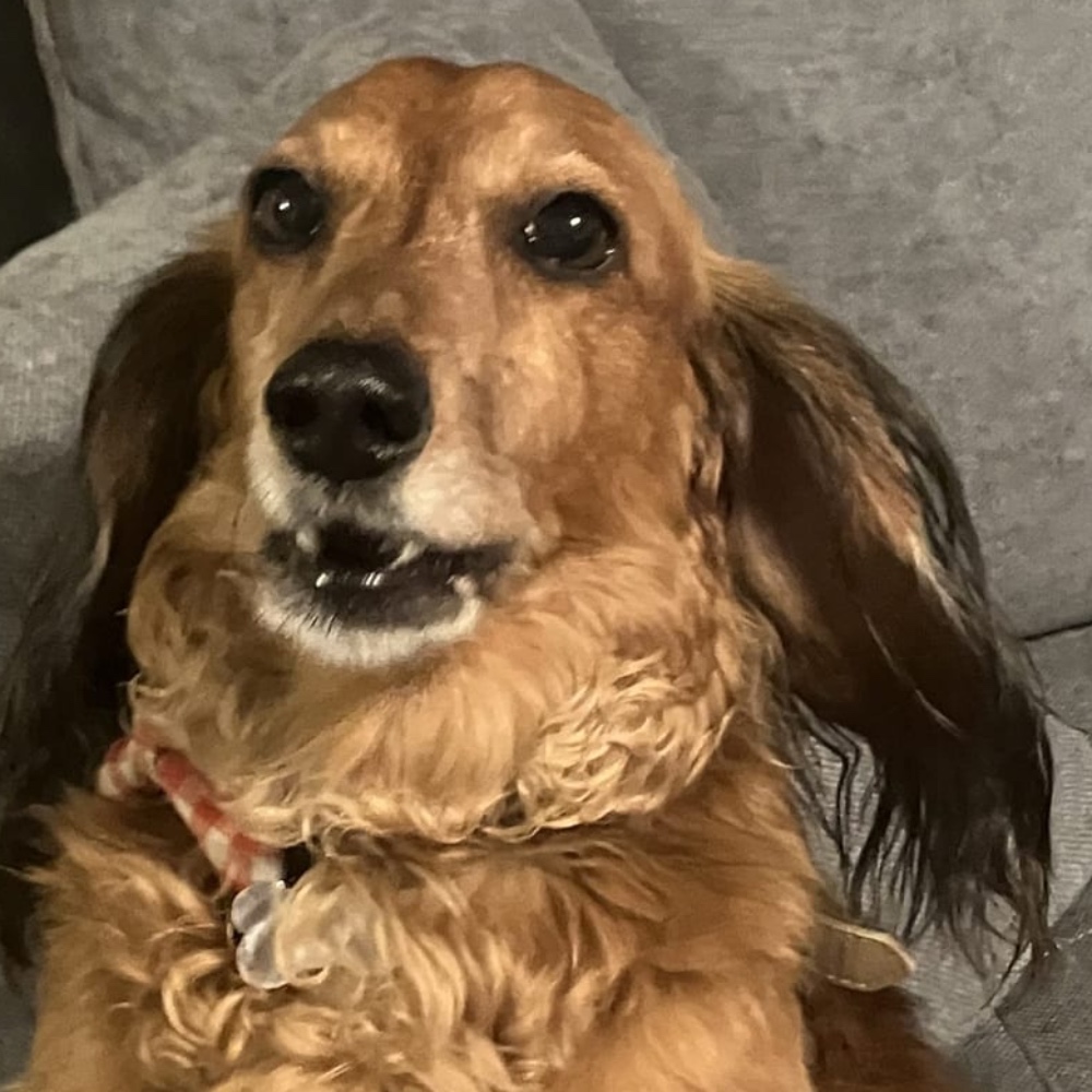 Bruno