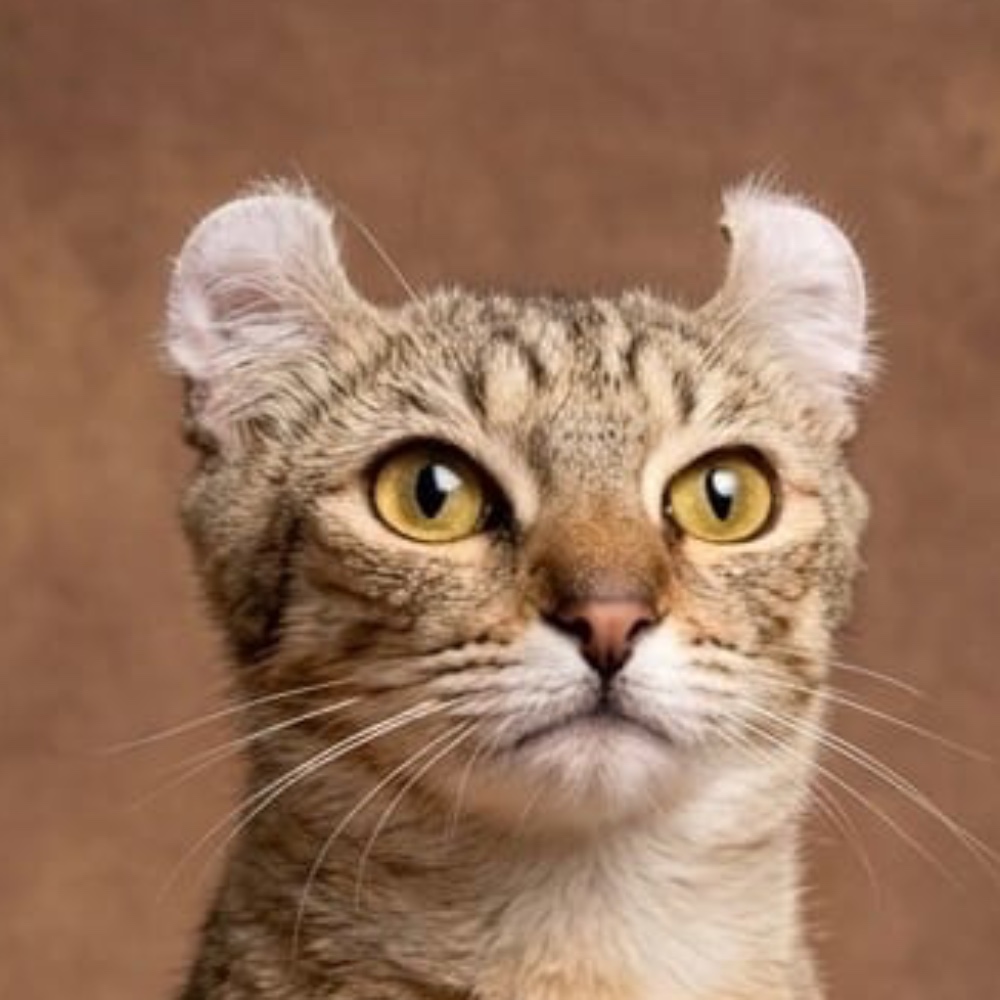 Pixie