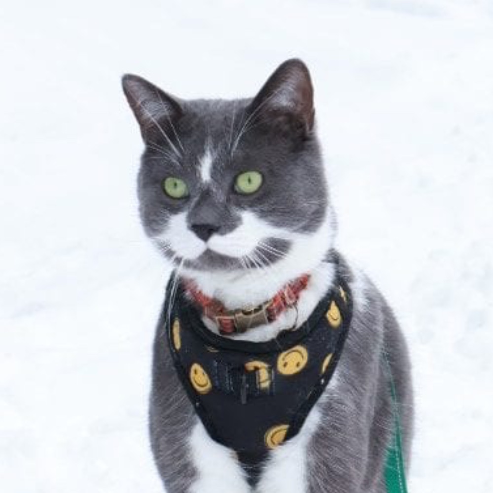 Sir Todd