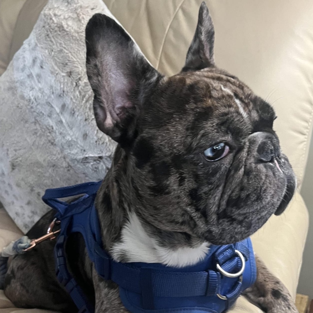 Chase