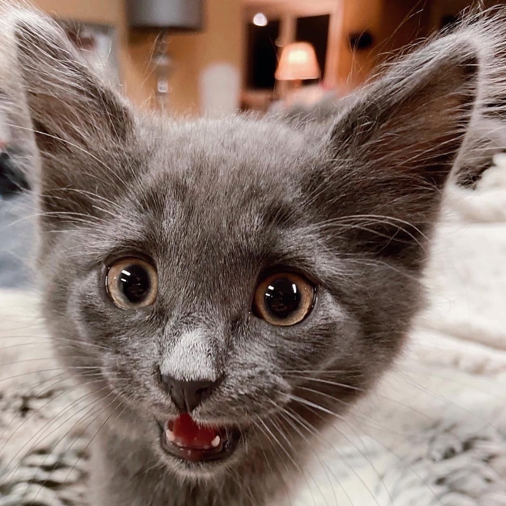 Jax