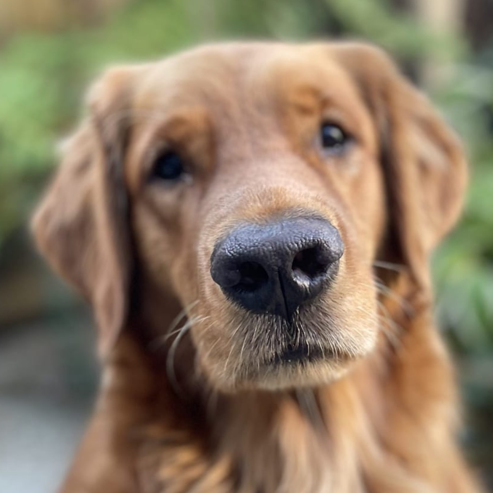 Wilson