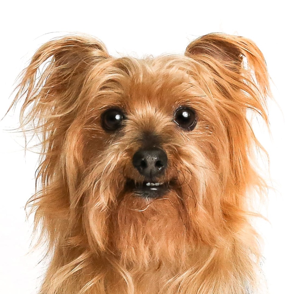 Fozzie Bear