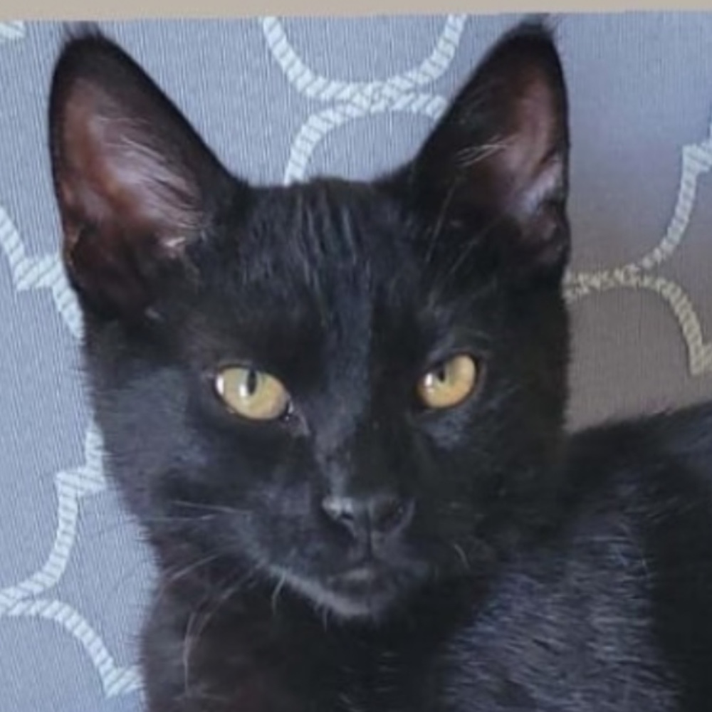 Toothless Oliver Fancy