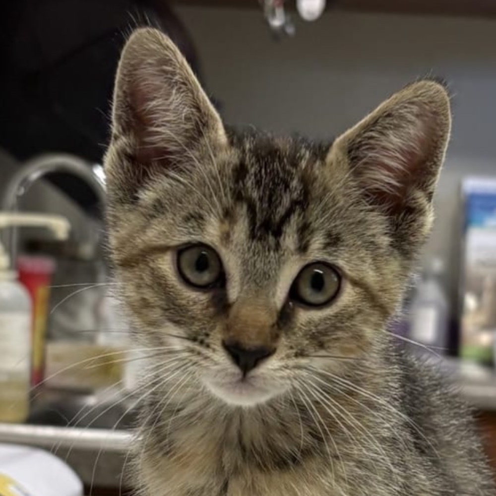 Xena