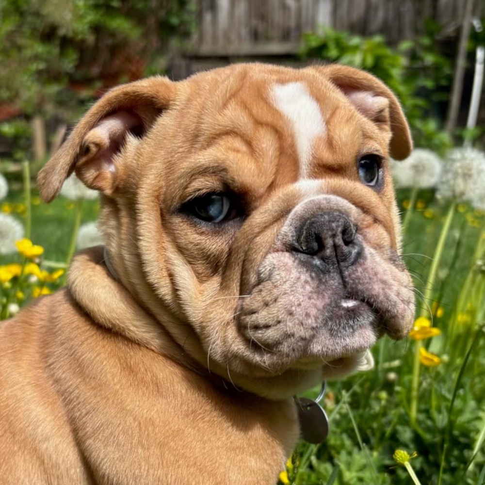 Lucy