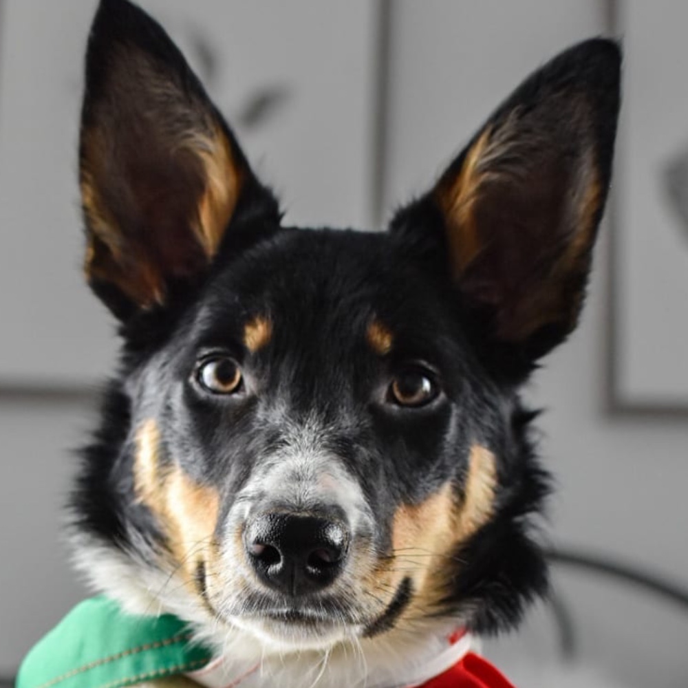 Gigi