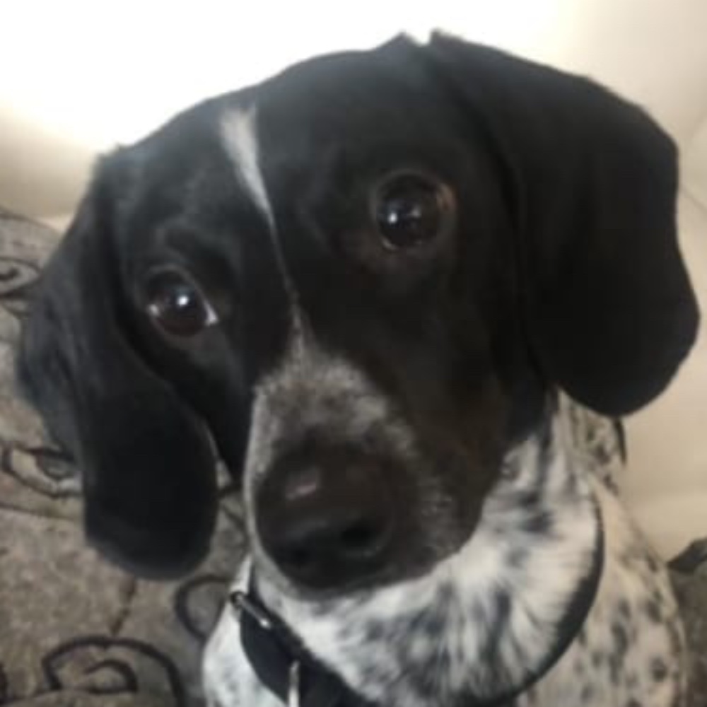 Spot