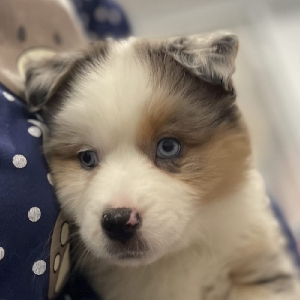 YUKI