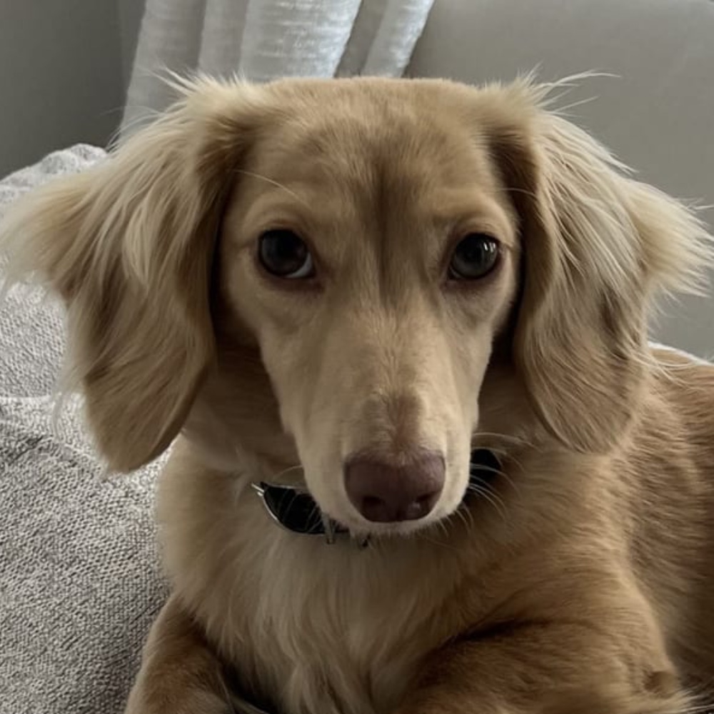 Roo