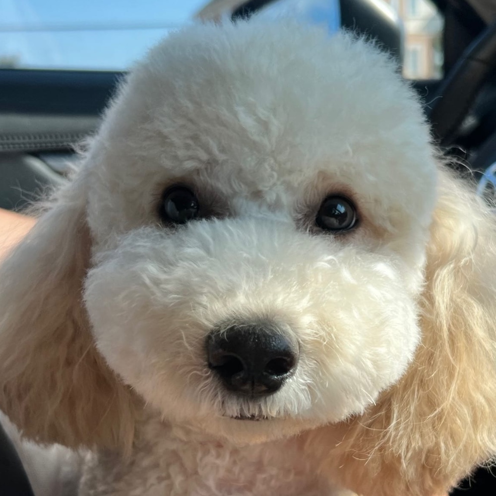 Kuma