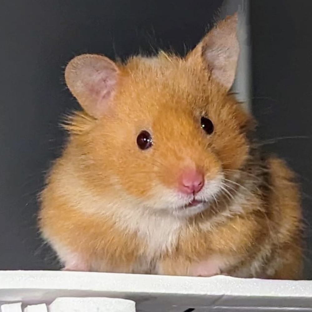 Baguette