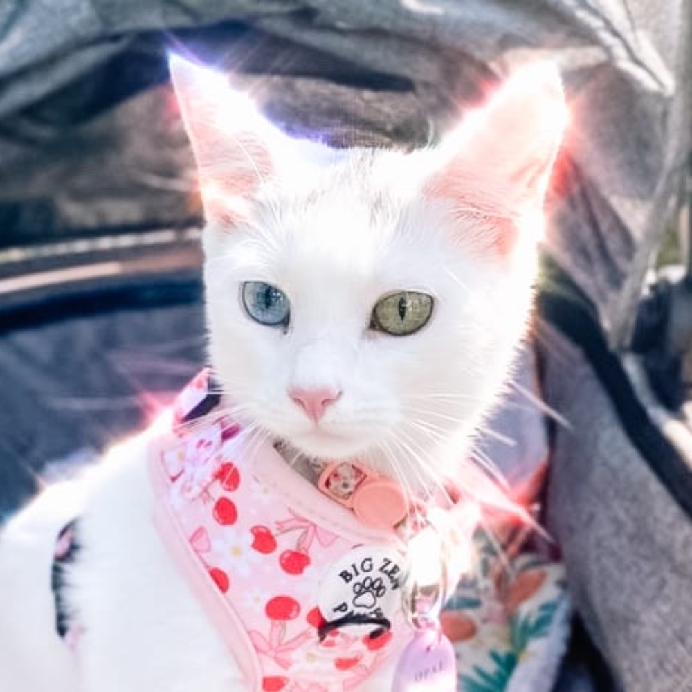 Opal