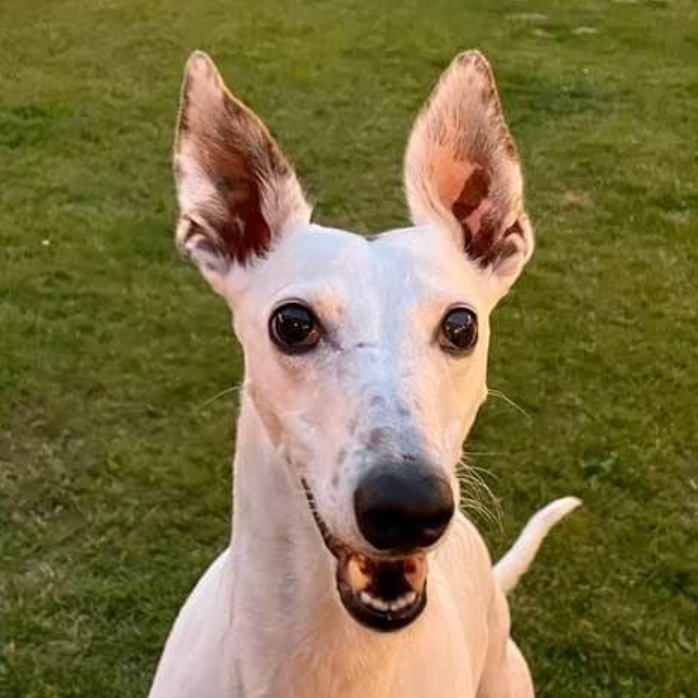 Daisy
