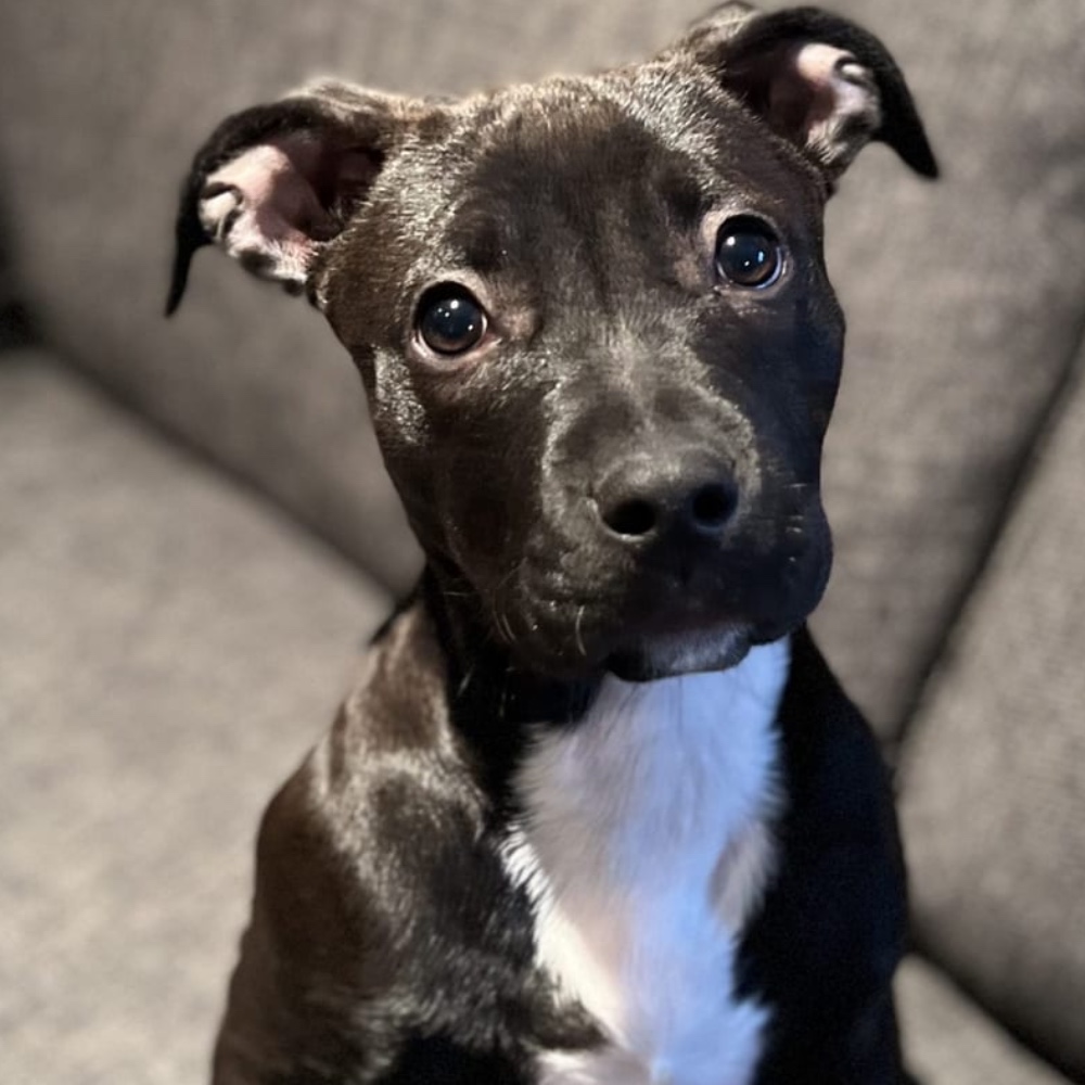 Daisy