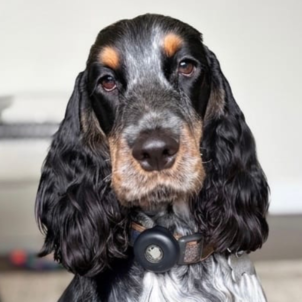 Daisy