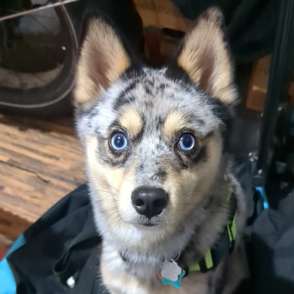 Kiba