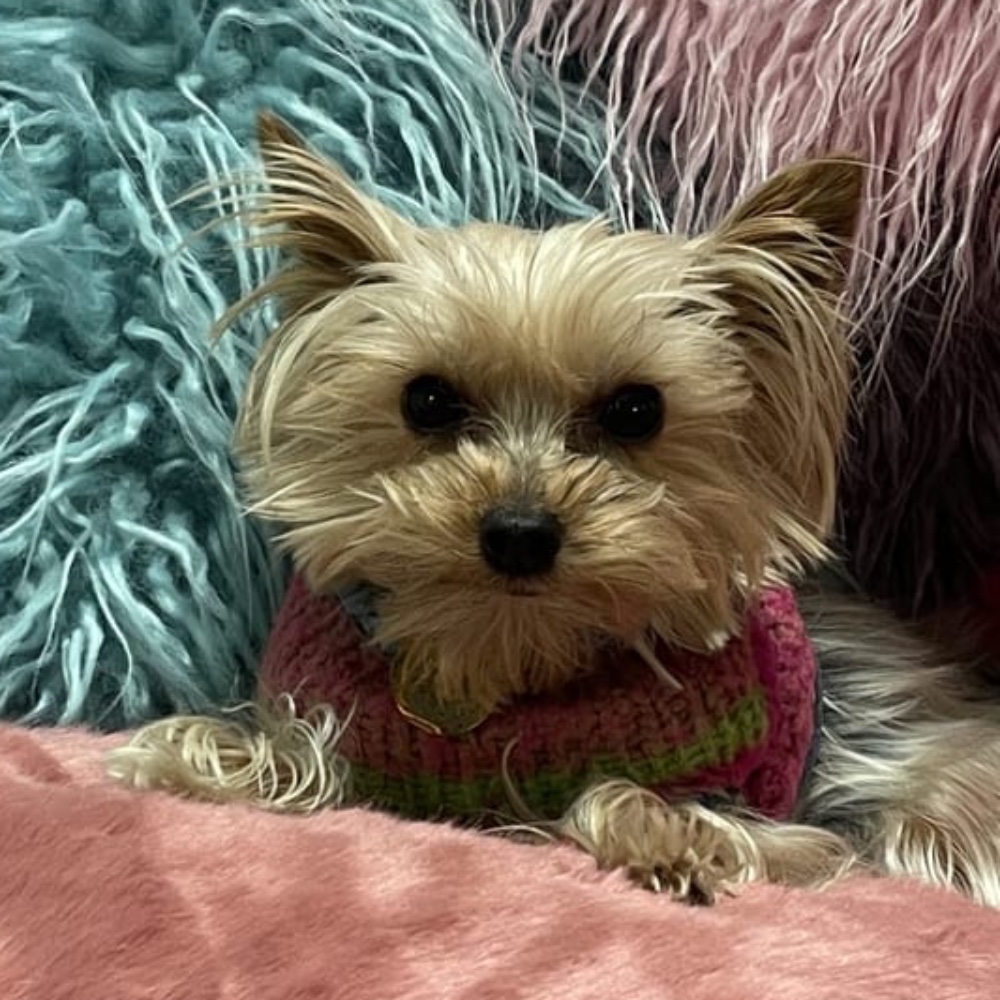 Princess