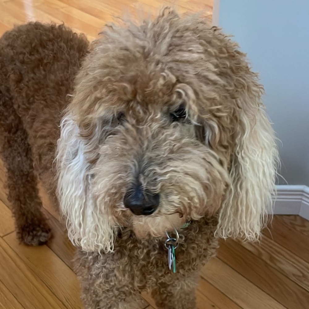 Cooper
