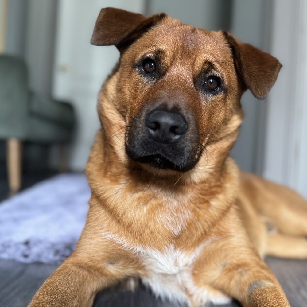Maverick