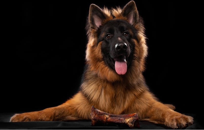 Rex