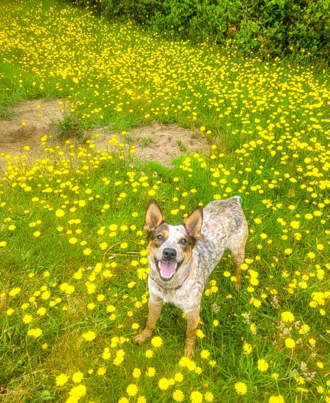 Ripley