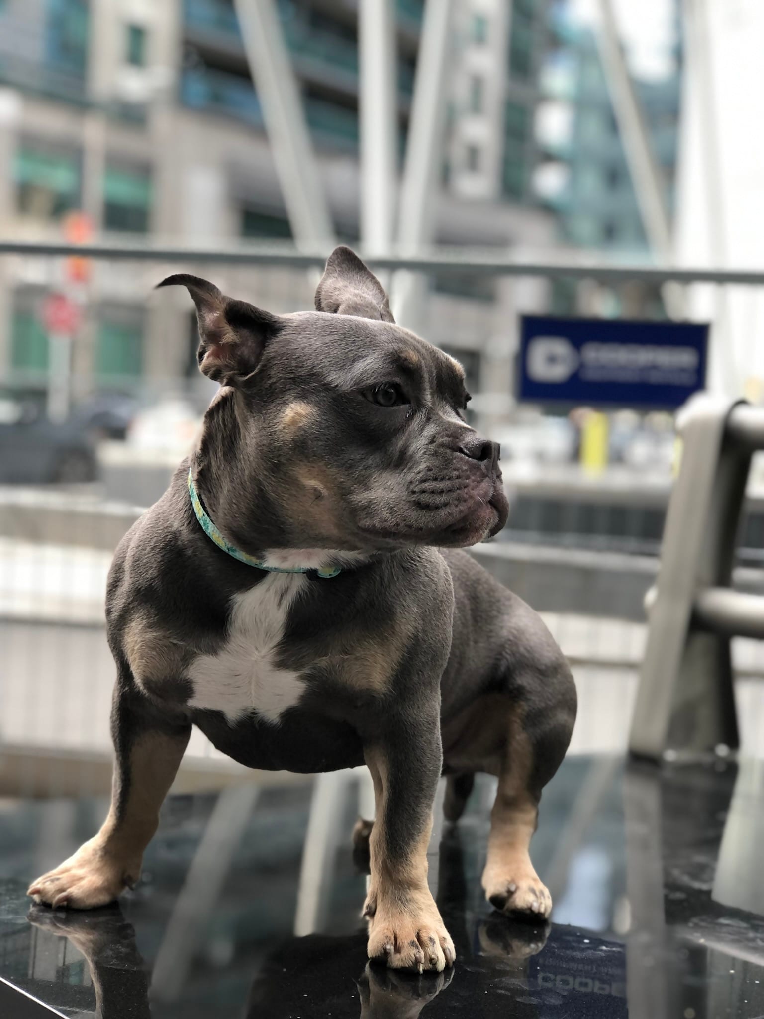 Pepper