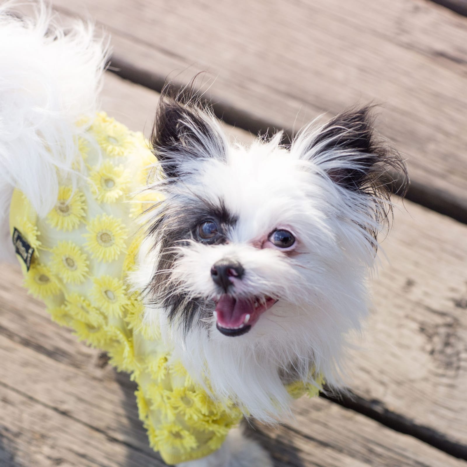 Hiccup