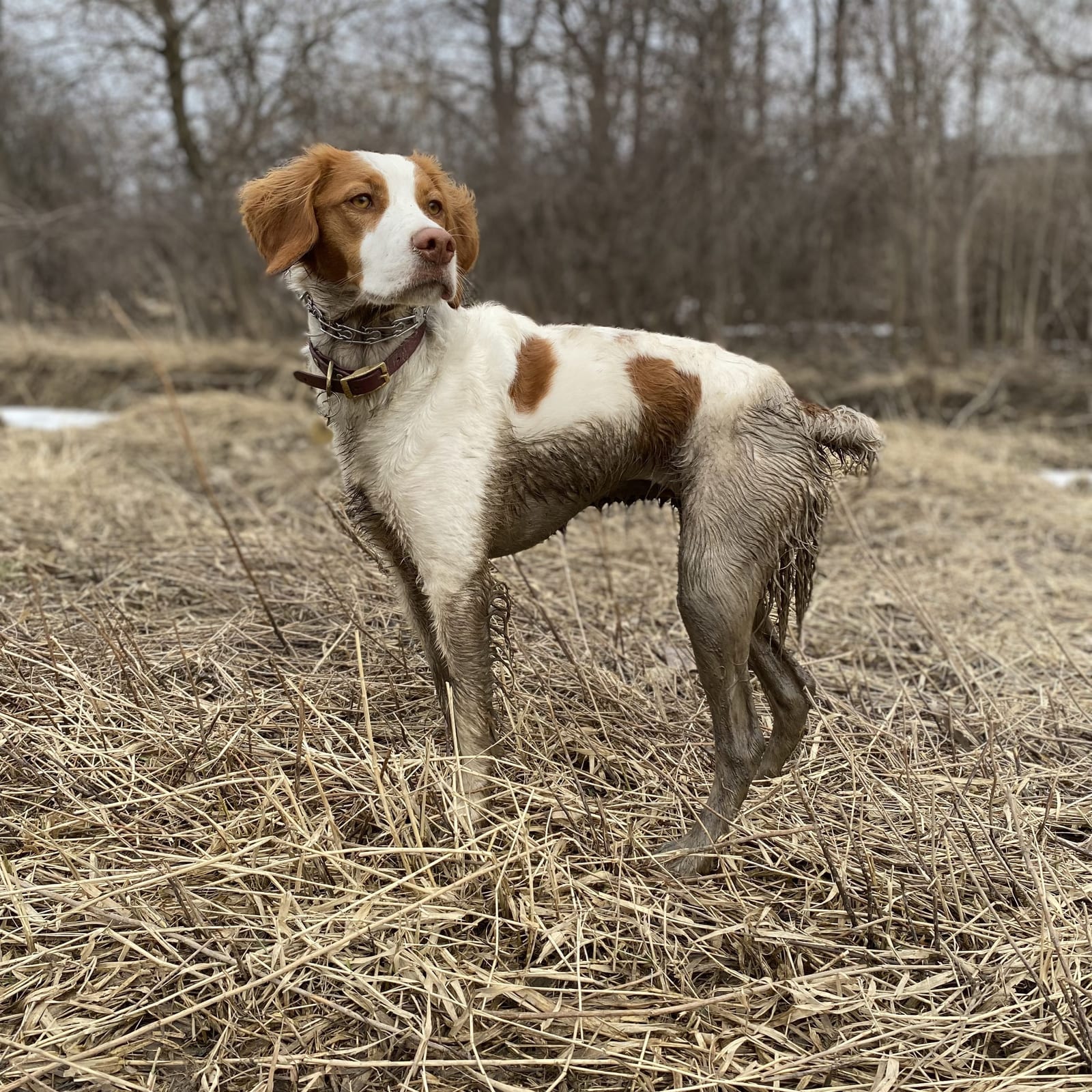 Heidi