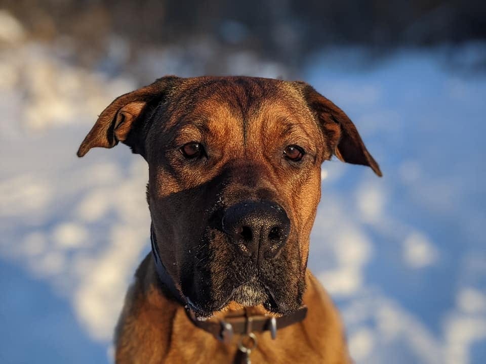 Daisy